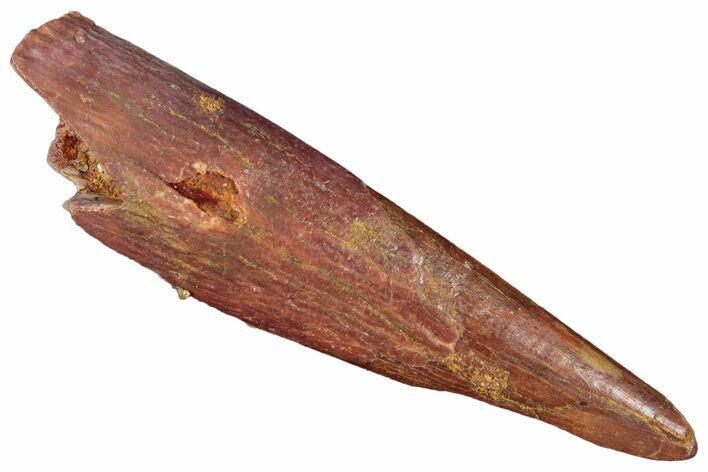 Fossil Pterosaur (Siroccopteryx) Tooth - Morocco #295179